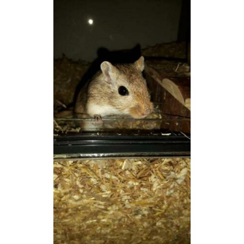 SPOED nieuw huisje gezocht