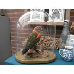 prachtige papegaai (jardine) in oude antieke glazen stolp.