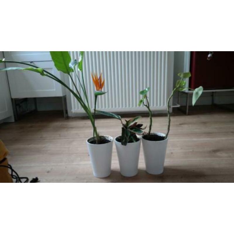 Kamerplanten met PAPAJA IKEA potten