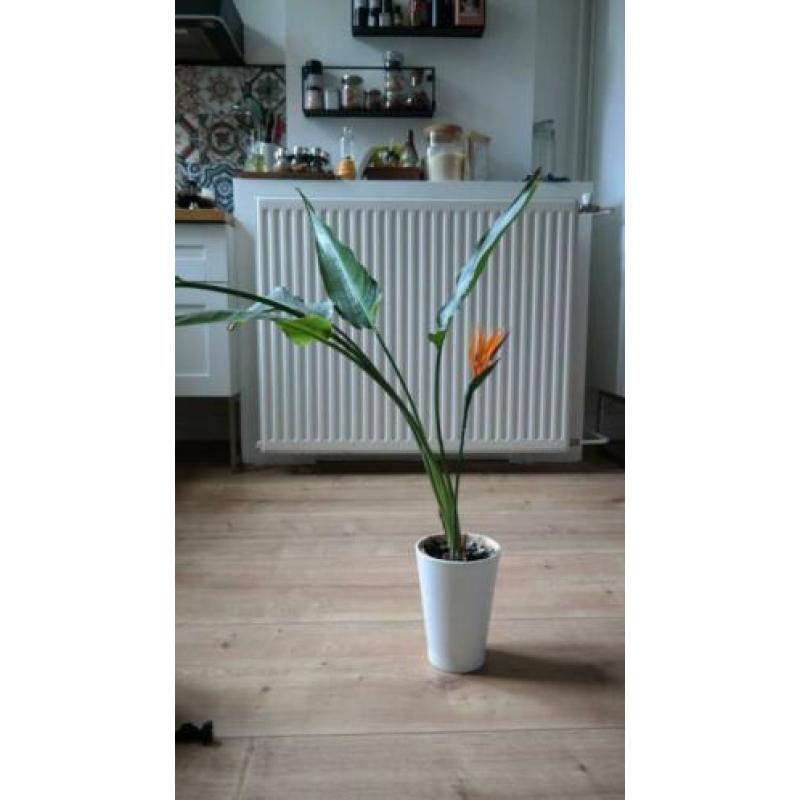 Kamerplanten met PAPAJA IKEA potten