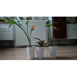 Kamerplanten met PAPAJA IKEA potten