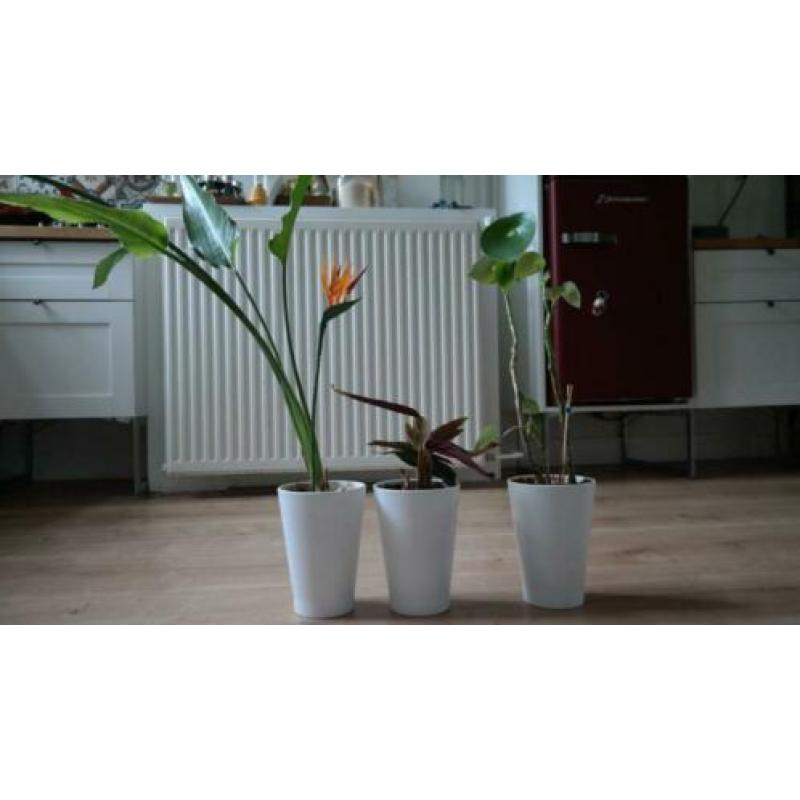 Kamerplanten met PAPAJA IKEA potten