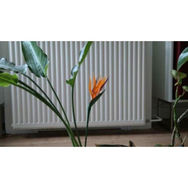 Kamerplanten met PAPAJA IKEA potten