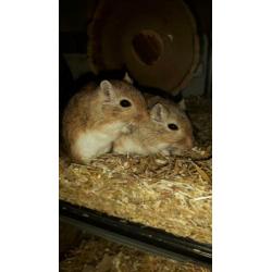 SPOED nieuw huisje gezocht