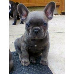 blauwe en blauw witte Franse bulldog pups meerdere kleuren