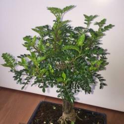 Bonsai zanthoxylum piperitum indoor 35cm inc. bonsai schaal