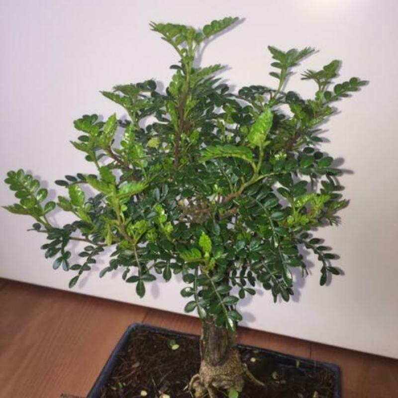 Bonsai zanthoxylum piperitum indoor 35cm inc. bonsai schaal