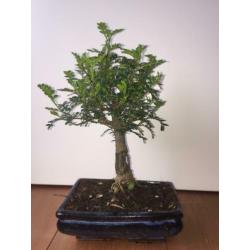 Bonsai zanthoxylum piperitum indoor 35cm inc. bonsai schaal