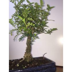 Bonsai zanthoxylum piperitum indoor 35cm inc. bonsai schaal