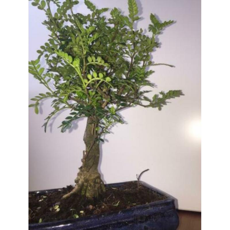 Bonsai zanthoxylum piperitum indoor 35cm inc. bonsai schaal