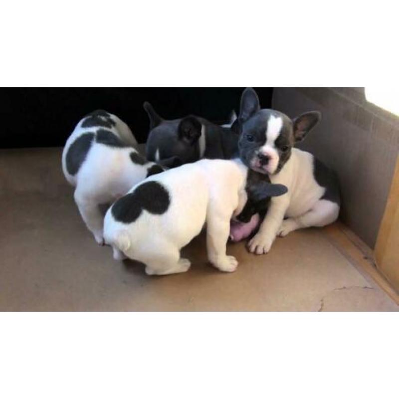 blauwe en blauw witte Franse bulldog pups meerdere kleuren