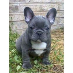 blauwe en blauw witte Franse bulldog pups meerdere kleuren