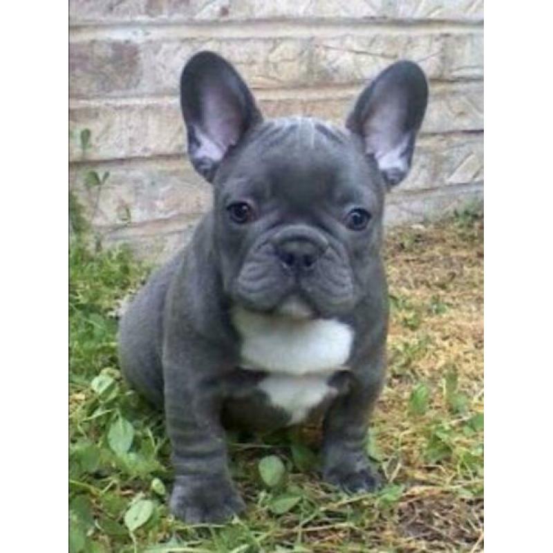 blauwe en blauw witte Franse bulldog pups meerdere kleuren