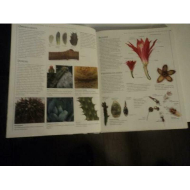 Cactussen en vetplanten het complete handboek