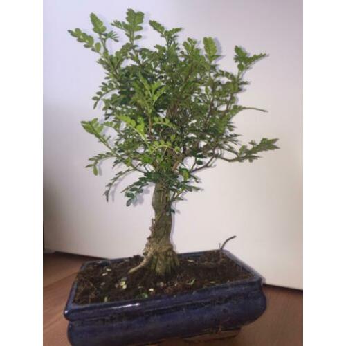 Bonsai zanthoxylum piperitum indoor 35cm inc. bonsai schaal