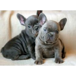 blauwe en blauw witte Franse bulldog pups meerdere kleuren