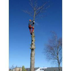 bomen rooien