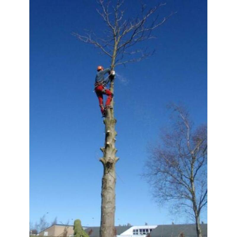 bomen rooien