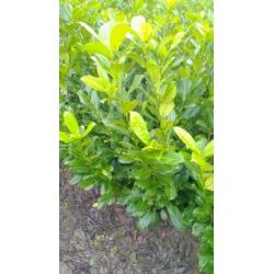 Ilex. Laurier, Thuja Brabant, Vlinderstruik. Euonymus Alatus