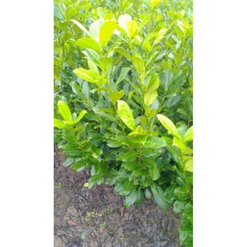 Ilex. Laurier, Thuja Brabant, Vlinderstruik. Euonymus Alatus