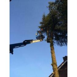 bomen rooien