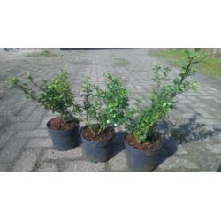 Ilex. Laurier, Thuja Brabant, Vlinderstruik. Euonymus Alatus