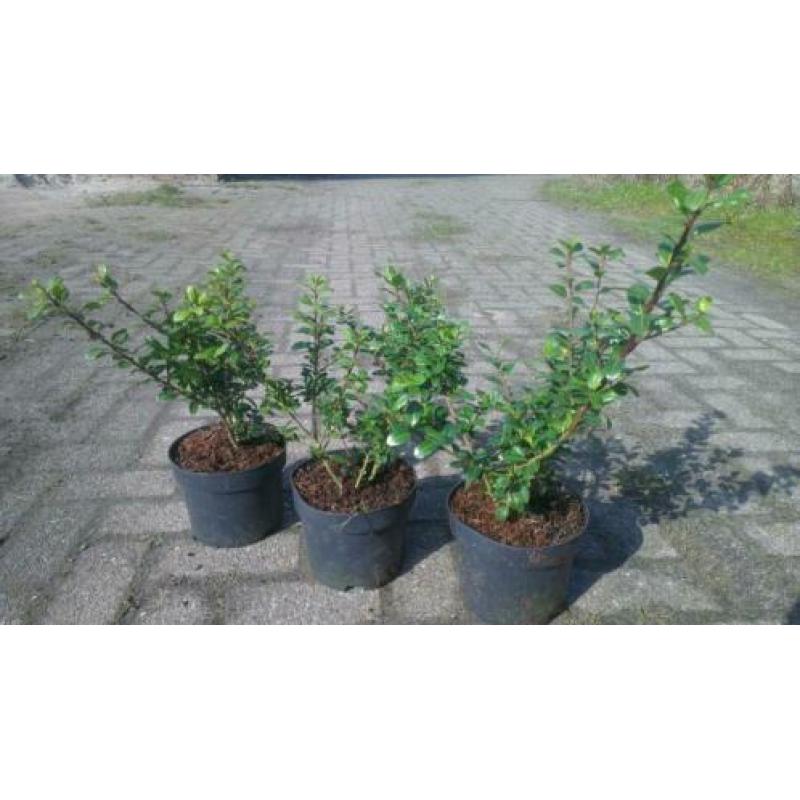 Ilex. Laurier, Thuja Brabant, Vlinderstruik. Euonymus Alatus