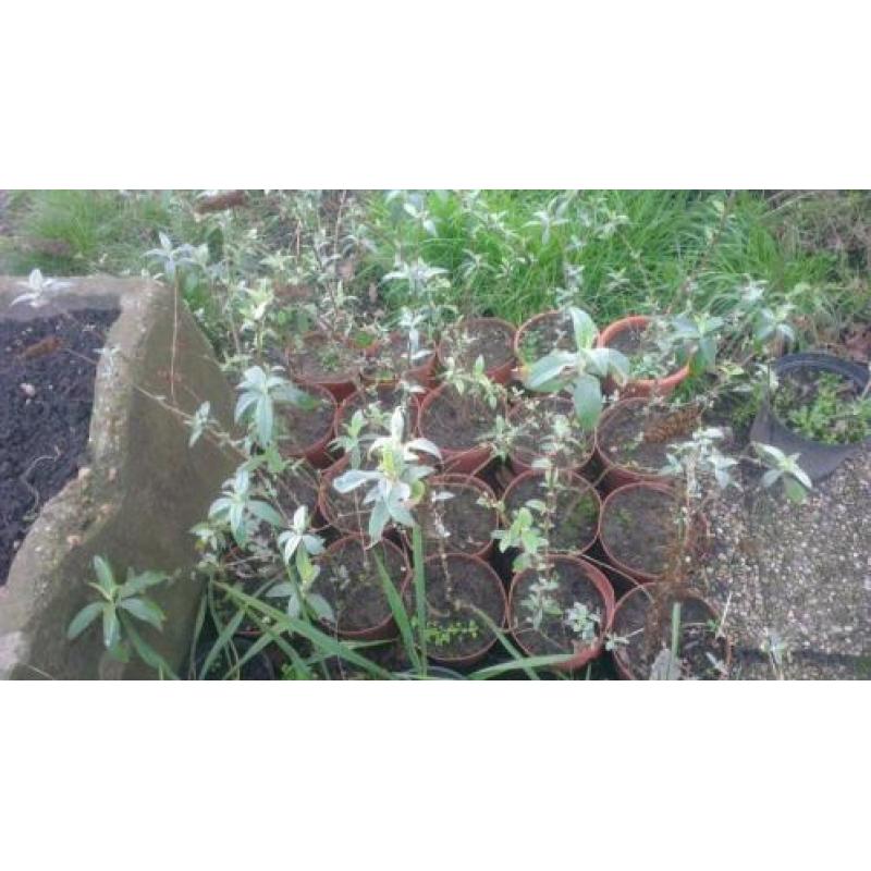 Ilex. Laurier, Thuja Brabant, Vlinderstruik. Euonymus Alatus