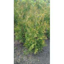 Ilex. Laurier, Thuja Brabant, Vlinderstruik. Euonymus Alatus