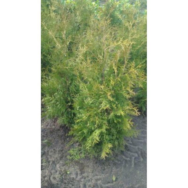 Ilex. Laurier, Thuja Brabant, Vlinderstruik. Euonymus Alatus