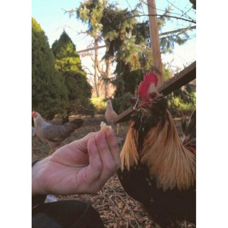 haan, Araucana