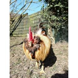 haan, Araucana