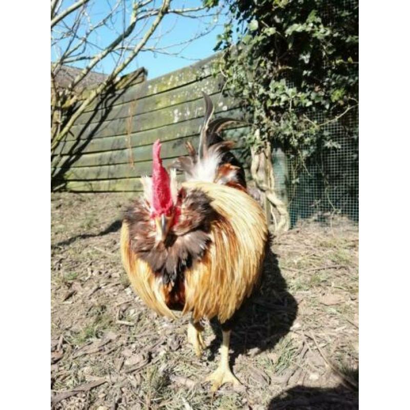 haan, Araucana