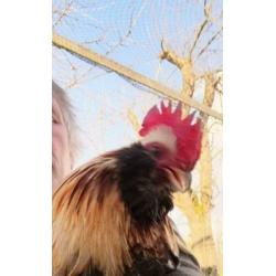 haan, Araucana