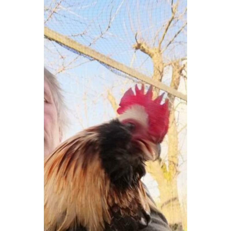 haan, Araucana