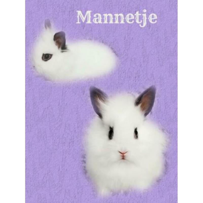 Schattige kleine dwerg konijntjes te koop