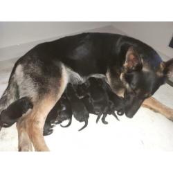 Duitse Herder pups met stamboom