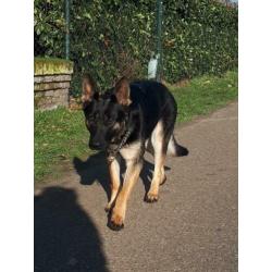 Duitse Herder pups met stamboom