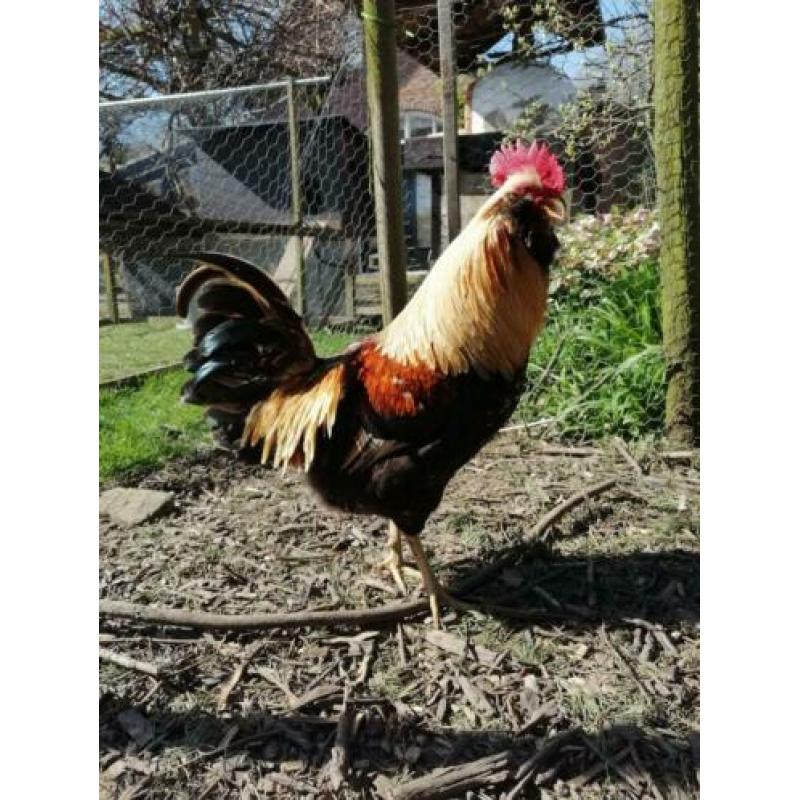 haan, Araucana