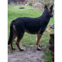 Duitse Herder pups met stamboom