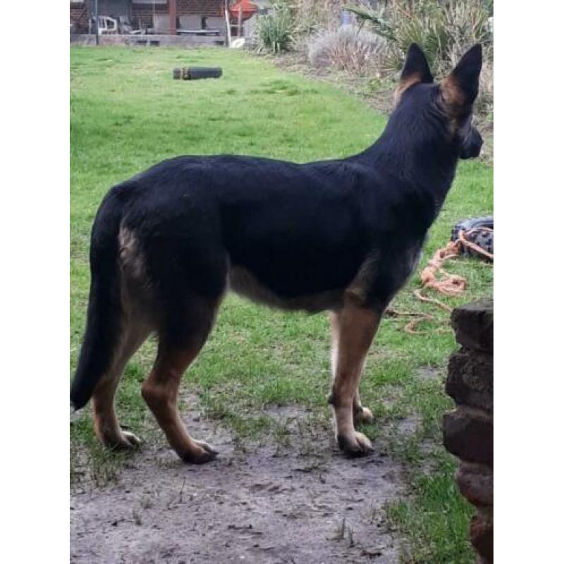 Duitse Herder pups met stamboom