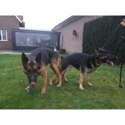 Duitse Herder pups met stamboom