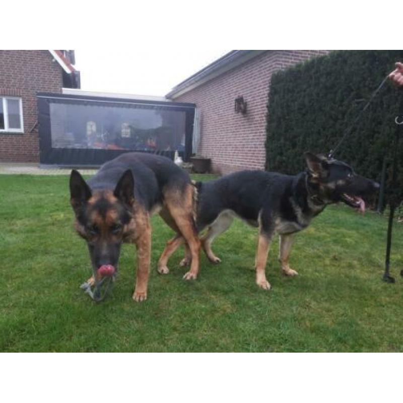 Duitse Herder pups met stamboom