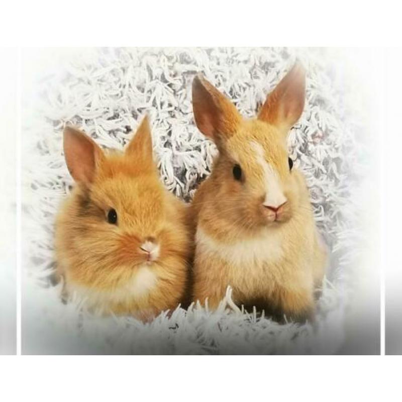 Schattige kleine dwerg konijntjes te koop