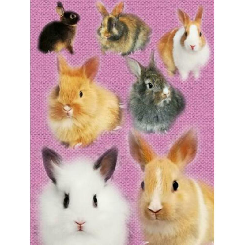 Schattige kleine dwerg konijntjes te koop