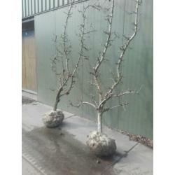 Oude fruitbomen