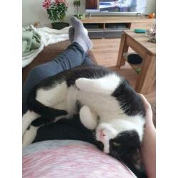 Lieve poes en kat zoeken een thuis.