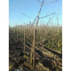 Oude fruitbomen