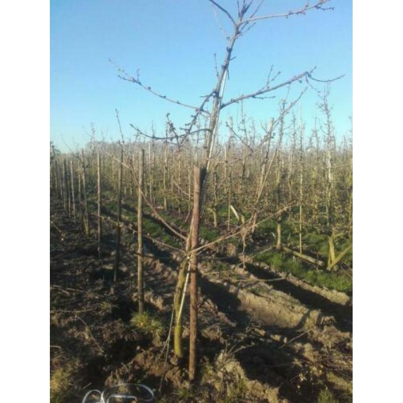 Oude fruitbomen