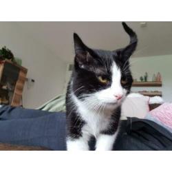 Lieve poes en kat zoeken een thuis.